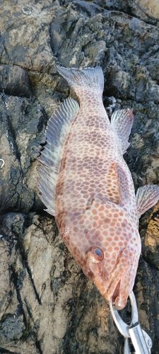 オオモンハタの釣果
