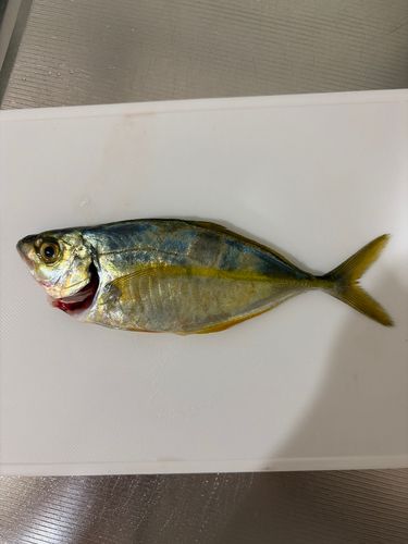 シマアジの釣果