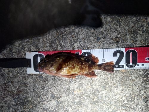 カサゴの釣果
