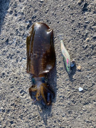 アオリイカの釣果