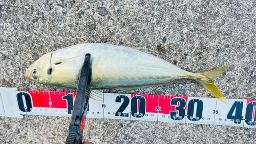 マルアジの釣果