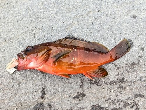 アカハタの釣果