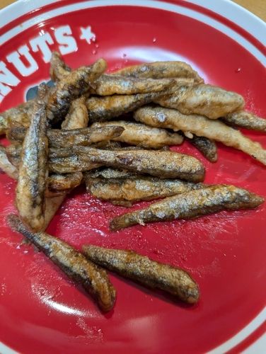 イワシの釣果