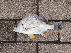 キビレの釣果