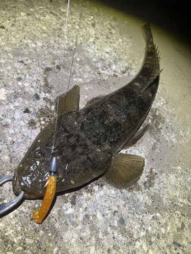 マゴチの釣果