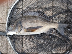 クロダイの釣果
