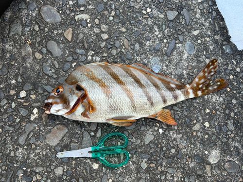 タカノハダイの釣果