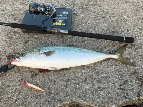メジロの釣果