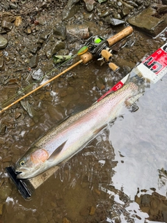 ニジマスの釣果
