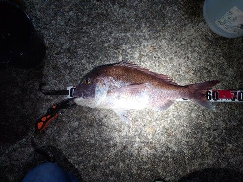 タイの釣果
