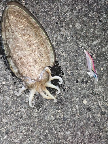 コウイカの釣果