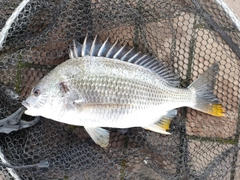キビレの釣果