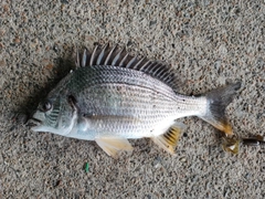 キビレの釣果