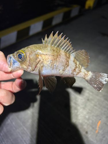メバルの釣果