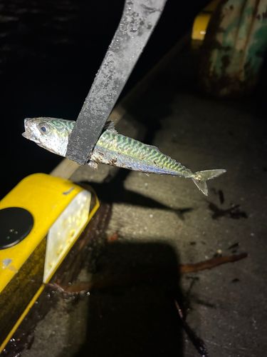 サバの釣果