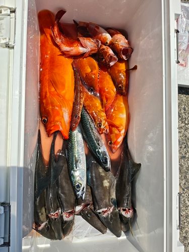 ウマヅラハギの釣果