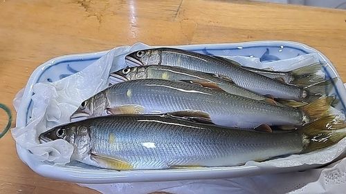 アユの釣果