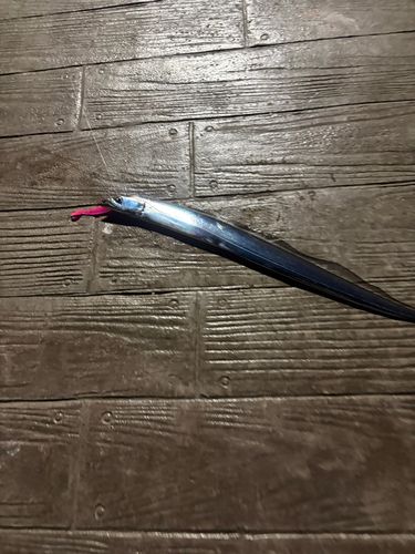 タチウオの釣果