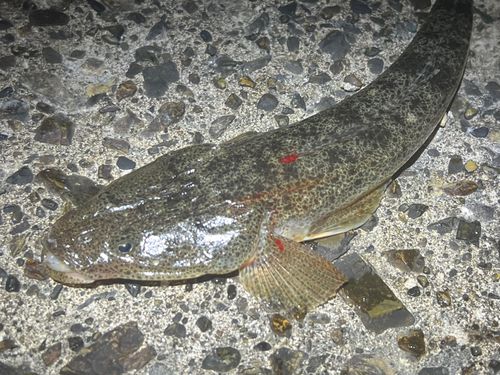 マゴチの釣果