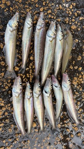 シロギスの釣果