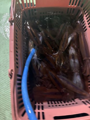 スルメイカの釣果