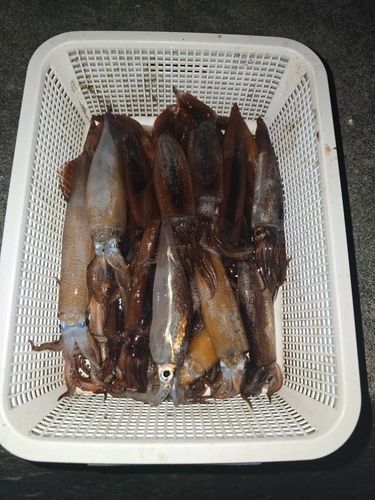 スルメイカの釣果