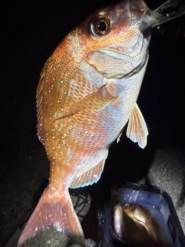 タイの釣果