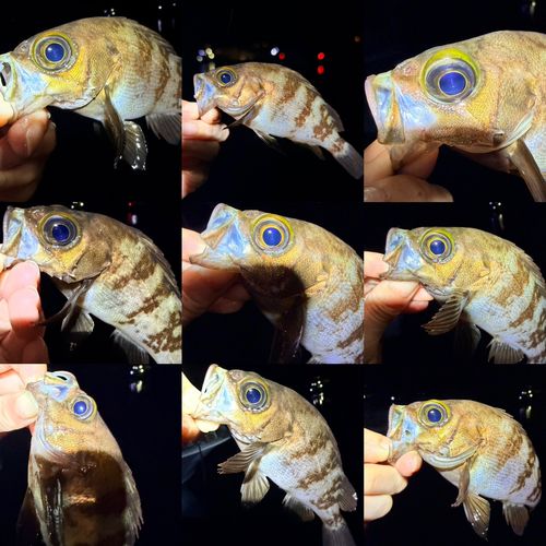メバルの釣果