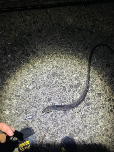 ホタテウミヘビの釣果
