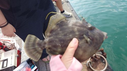カワハギの釣果