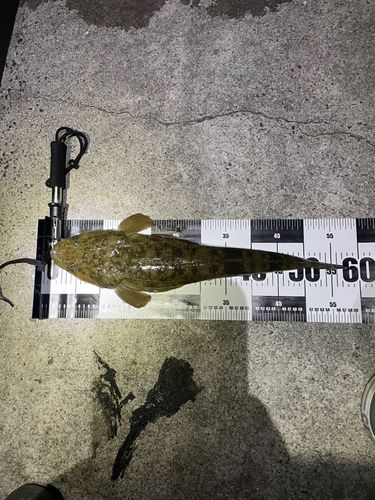 マゴチの釣果