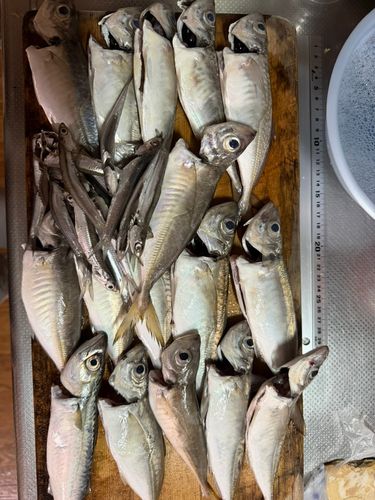 アジの釣果