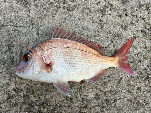 マダイの釣果