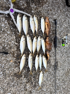 アジの釣果