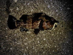 ムラソイの釣果
