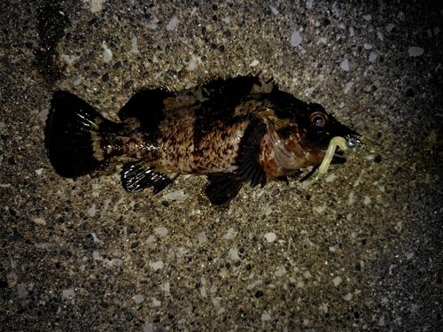 ムラソイの釣果
