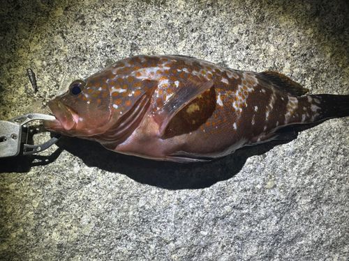 キジハタの釣果