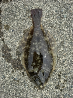 カレイの釣果