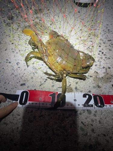 ノコギリガザミの釣果