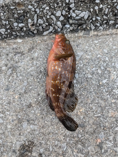 キジハタの釣果