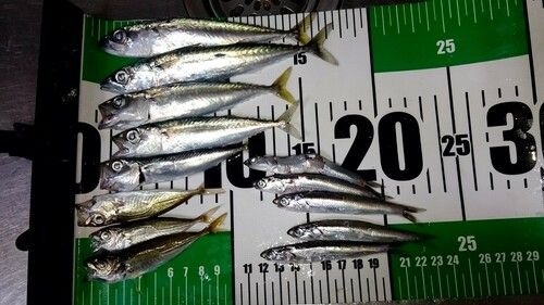 サバの釣果