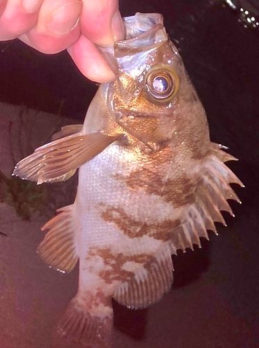 メバルの釣果