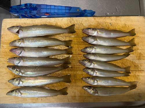 キスの釣果