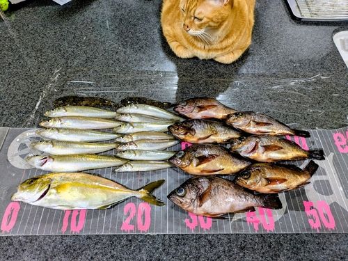 キスの釣果