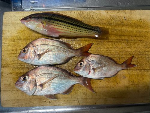 マダイの釣果