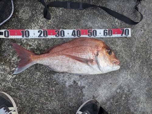 マダイの釣果