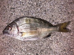 ウミタナゴの釣果