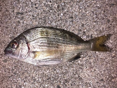 ウミタナゴの釣果
