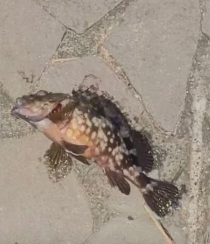 カサゴの釣果