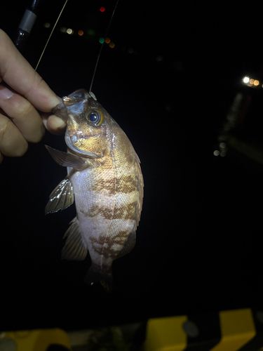 メバルの釣果